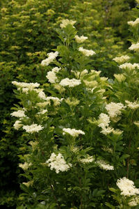 Picture of Sambucus